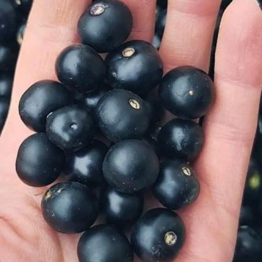 2 Black Huckleberry Bushes Live Plants, Well Rooted Huckleberries Fruits, 4'' Pot, Indoor Outdoor Growing