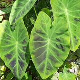 Light Green Black Colocasia Plants, 3-6" Elephant Ear Esculenta Taro Alocasia Live Plant for Outdoor Planting, Alocasia Plants Bare Root, No Pot, Live Colocasia Houseplant