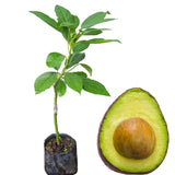 Cold Hardy HASS Avocado Plant Live Tree, 16-20 Inc in Tall in Gallon Pot, Zones 9-11, No CA