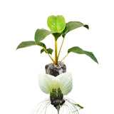 Bat Orchird Tacca Chantrieri Houseplant, Assorted Bat Flower Live Plant, Indoor Outdoor 5-9 Inches Tall