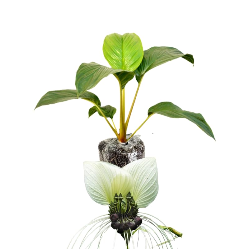 Bat Orchird Tacca Chantrieri Houseplant, Assorted Bat Flower Live Plant, Indoor Outdoor 5-9 Inches Tall
