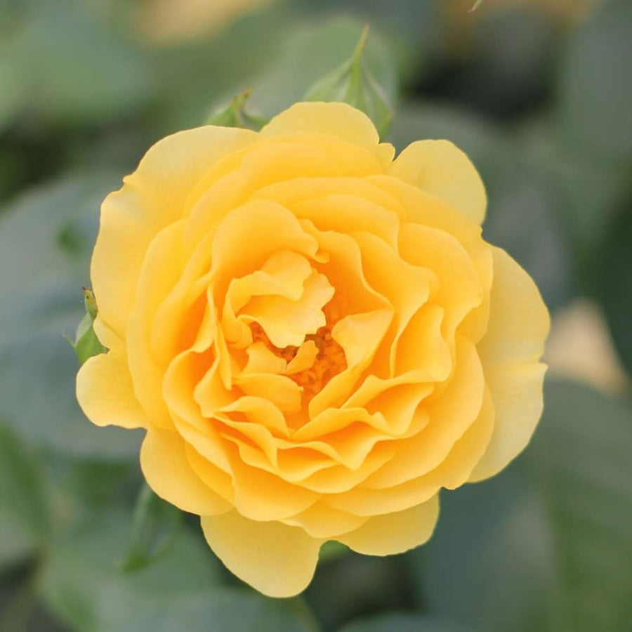 Rose Plant Live Ready to Grow Outdoor Indoor, 7-10 Inch Tall, Heirloom Rose Bush Live Plant for Planting, Repeat Blooming Fragrant Rose (Yellow Rose)
