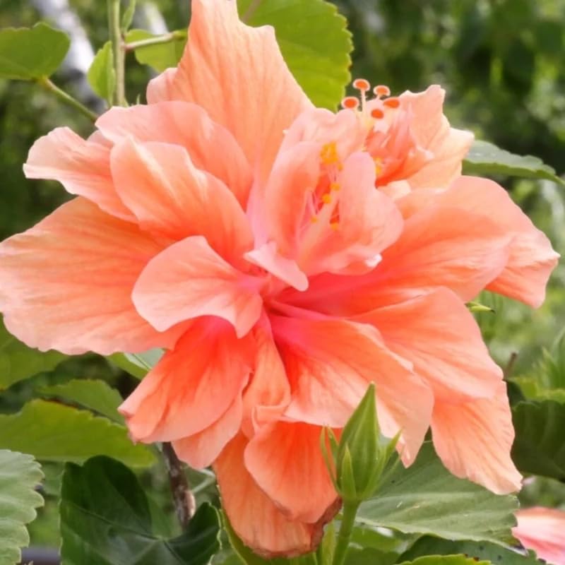 Hibiscus Plant Live, Hardy Hibiscus Flowers Colorful Blooms for Outdoor Landscapes, 8-10 Inch Height, Hibiscus Shrubs, No Pot, Well-Rooted