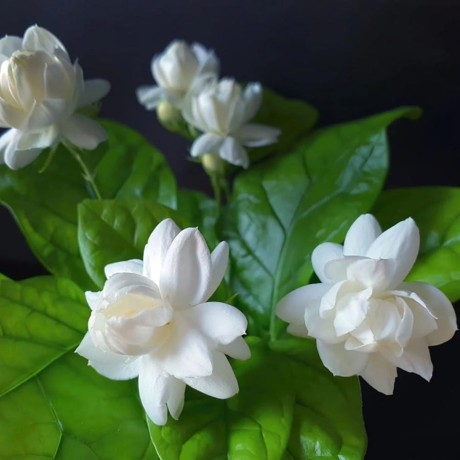 Arabian Jasmine Plant in Half Gallon Pot, Fragrant White Jasmine Climbing Vine, Flowering Jasmines for Outdoor Garden