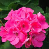 2 Geranium Plants Live, Live Geranium Plant, Pink Geranium Flower Plants Indoor Outdoor, 5 to 7 Inches Tall, Geranium Plant