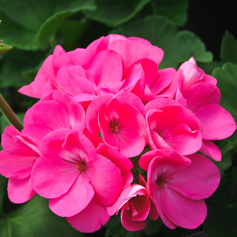 4 Pink Geranium Plants Live, 5 to 8 Inches Tall, Geranium Flower Plants Indoor Outdoor, Geranium Plant No Pot, Live Geranium Plant for Garden Outdoor and Indoors