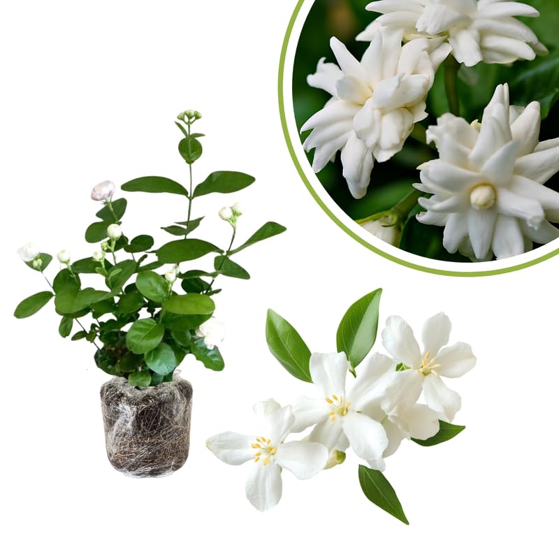 Set 2 Jasmine Plants Live, Jasmine Starter Plugs 3-5 Inches, Fragrant Jasmines Trailing Vine for Garden or Container