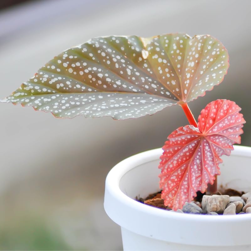 Angel Wing Begonia Live Plant, Polka Dot Begonia Maculata Plants, 4-7" Starter Indoor Outdoor Houseplant Décor, Air-Purifying and Easy Care, Pink Polka Dot