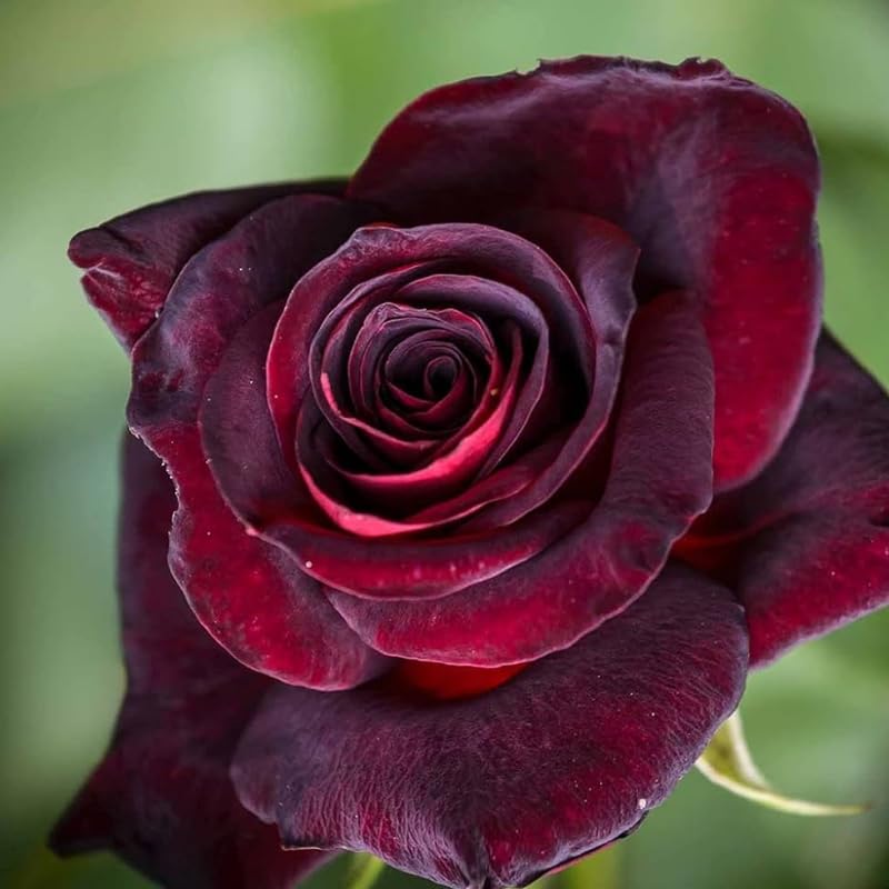 Well-Rooted Rose Live Plant, Climbing Roses Live Plant, Fragrant Climber Plant for Planting, No Leaf, Trim Back, 5-9" in Tall, Bare Root (Black Velvet)