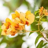 Bougainvillea Live Plant, Bougainvillea Flowering Vine Well Rooted 4-8 Inch Tall - Gold