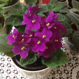 Pink African Violets Live Plants House Plants in 4" Pot, Vibrant Blooms for Indoor Décor, Home or Office, Easy to Grow