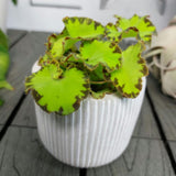 Combo 4 Begonias Houseplant Live Indoor, Green Begonia Maculata Live Plant, Begonias Live Plants Outdoor, 4 to 8 Inc Tall