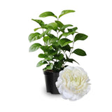 3 Sambac Jasmine Plants Live, Live Jasmine Plants, Grand Duke of Jasmine Live Plants, Double White Jasmine Live Plants for Grow Garden, 4 to 6 Inc Long