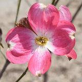 Pink Dogwood Tree Live Plant, Dogwood Plant Live in Quart Pot, 6"-12" in Tall Dogwood Tree Bush for Planting Outside, Dogwood Tree Flower Shrub