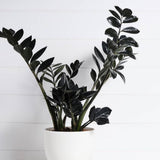 Black ZZ Plant, 3 Inch Pot - Black Zz Live Houseplant Potted for Home Garden, Office, Rare Tropical Plants