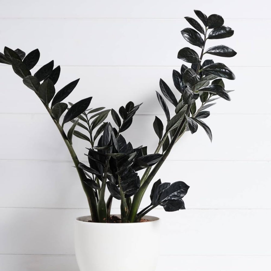 Black ZZ Plant, 3 Inch Pot - Black Zz Live Houseplant Potted for Home Garden, Office, Rare Tropical Plants