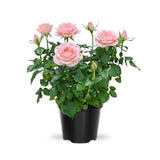 Miniature Rose Plant, Live 3.5” Potted Rose, Compact, Colorful Flowering Rose Bush for Indoor Outdoor Gardens (Light Pink)