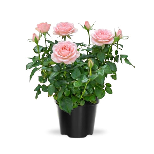 Miniature Rose Plant, Live 3.5” Potted Rose, Compact, Colorful Flowering Rose Bush for Indoor Outdoor Gardens (Light Pink)
