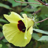 Yellow Cranberry Hibiscus Plants Live, 2 Live Plants, Live Hibiscus Plant Starter Plants from 3 to 5 Inches Tall