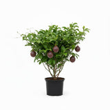 Purple Passion Fruit Tree Live Plant, 2 Years Old Passionfruit Vine, Tropical Fruit Tree for Garden and Containers Growing, 2-3 Ft Tall