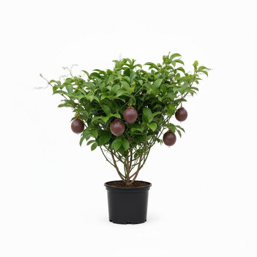 Purple Passion Fruit Tree Live Plant, 2 Years Old Passionfruit Vine, Tropical Fruit Tree for Garden and Containers Growing, 2-3 Ft Tall