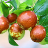 High Yield Li Jujube Tree Live Plant, 9 to 14 Inches in Tall Potted, Dormant in Winter