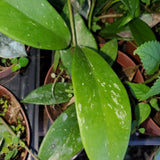 Hoya Pubicalyx Live Plant, Hoya Plants, Plant Tropical Vine 4-6 Inch for Houseplant