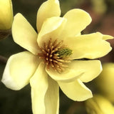 Yellow Magnolia Plant Live, 6-12 Inch Tall, Magnolia Tree in 2.5” Pot, Flowering Ornamental Tree