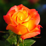 Orange to Red Yellow Climbing Roses Live Plants 7 Months Old, Rose Bushes Ready to Plant 5-9" Tall, Very Fragrant, Can Grow As Climber or Bush Tree or Trellises, Walls, Fences