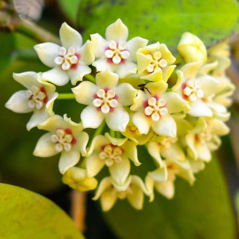 Hoya Live Plant, Vine Hoya Flower Plants, 4-6 Inch for Planting