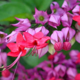 2 Bleeding Heart Vine to Grow 5 to 9 Inch Tall, Clerodendrum Bleeding Heart Live Plants Well Rooted, Fragrant Bleeding Heart Tree (Mix Bleeding Heart Plants)