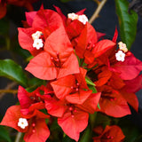 2 Trailing Bougainvillea Plants Live, Hardy Flowering Bougainvillea Plants for Hanging Basket, Container Growing, 4-8 Inches Tall (Bright Red)