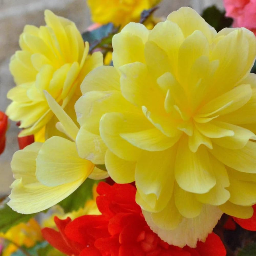Set 3 Begonia Plants Live, Yellow Begonia Flower Well Rooted 3-5 Inch Tall