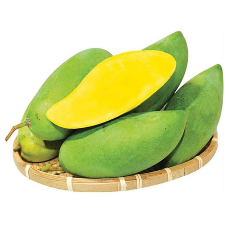 Green Sweet Mango Tree Live, 2 Feet Tall Mango Plant Live in Pot, Tropical Fruit Tree