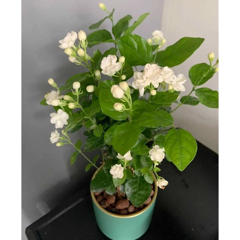 White Arabian Jasmine Plant, 5-7 Inch Height in 3 Inch Pot, Fragrant White Jasmine Flowers for Planting Containers, Outdoor Garden