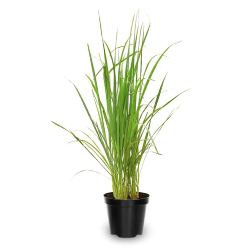 2 Lemon Grass Live Plants, Lemongrass Plant Pot 4'', 10 Inches Tall