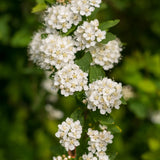Pack of 2 Serviceberry Tree Live Plant, Serviceberry Plant, Bare Roots, 2-3 Years Old Plant, 16-24 Inc Tall, Sweet Edible Berries for Outdoor Garden