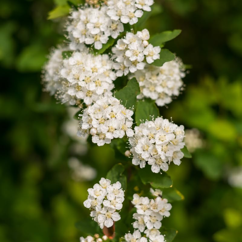 Pack of 2 Serviceberry Tree Live Plant, Serviceberry Plant, Bare Roots, 2-3 Years Old Plant, 16-24 Inc Tall, Sweet Edible Berries for Outdoor Garden