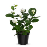2 Jasmine Plants Live, Jasmine Flower Plant, 5 Inc Long, Annual Blooming Climbing Vine (Grand Duke)