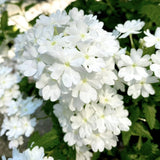 4 White Verbena Plants Live, 5-9" Tall Hardy Perennial Flower Plants, Well-Rooted for Outdoor Planting
