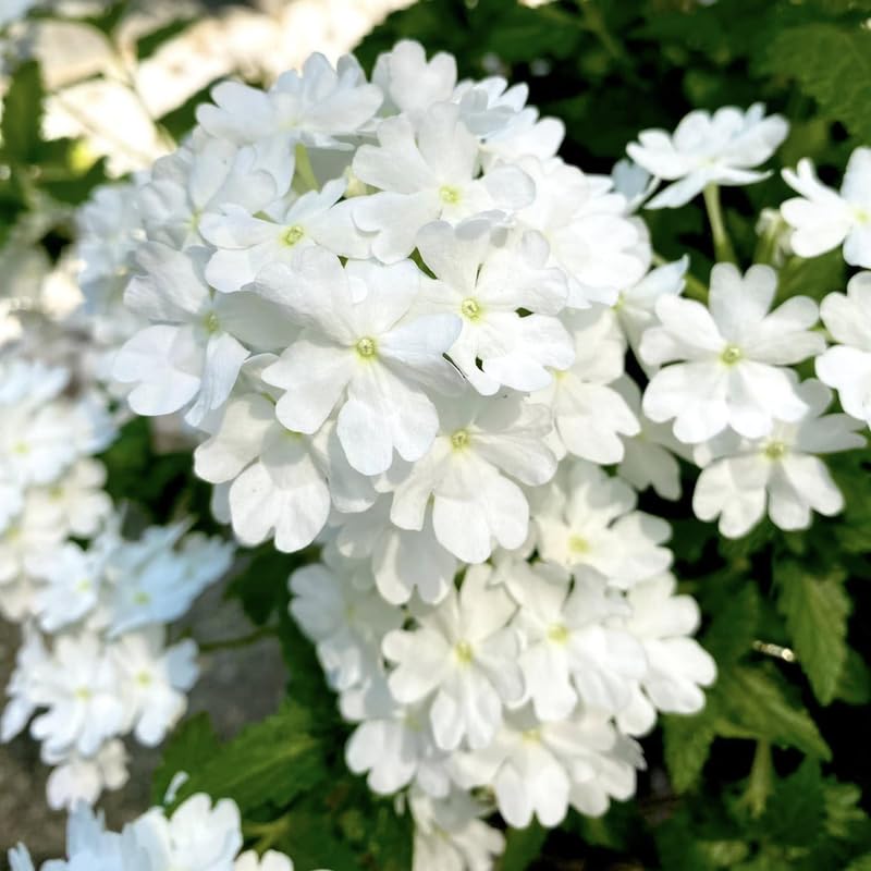4 White Verbena Plants Live, 5-9" Tall Hardy Perennial Flower Plants, Well-Rooted for Outdoor Planting