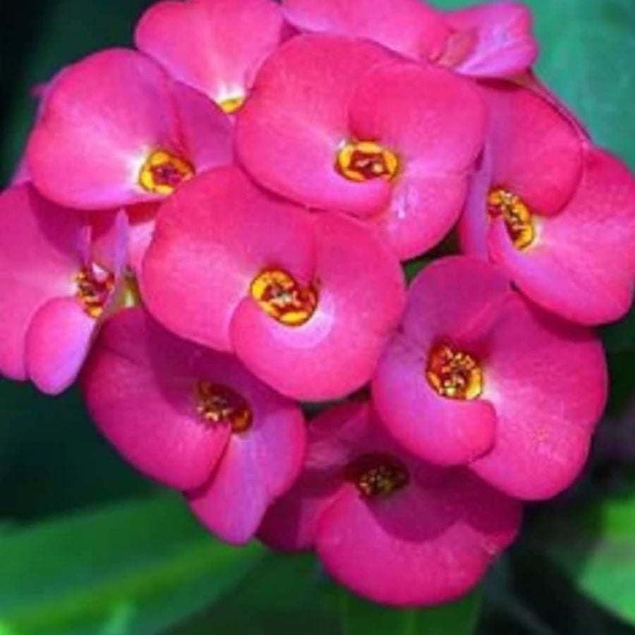 Euphorbia Milii Live Plant, Crown of Thorns Live Plant, Mix Flower Houseplant, 5-8 Inc Tall, Cold Hardy (Pink)