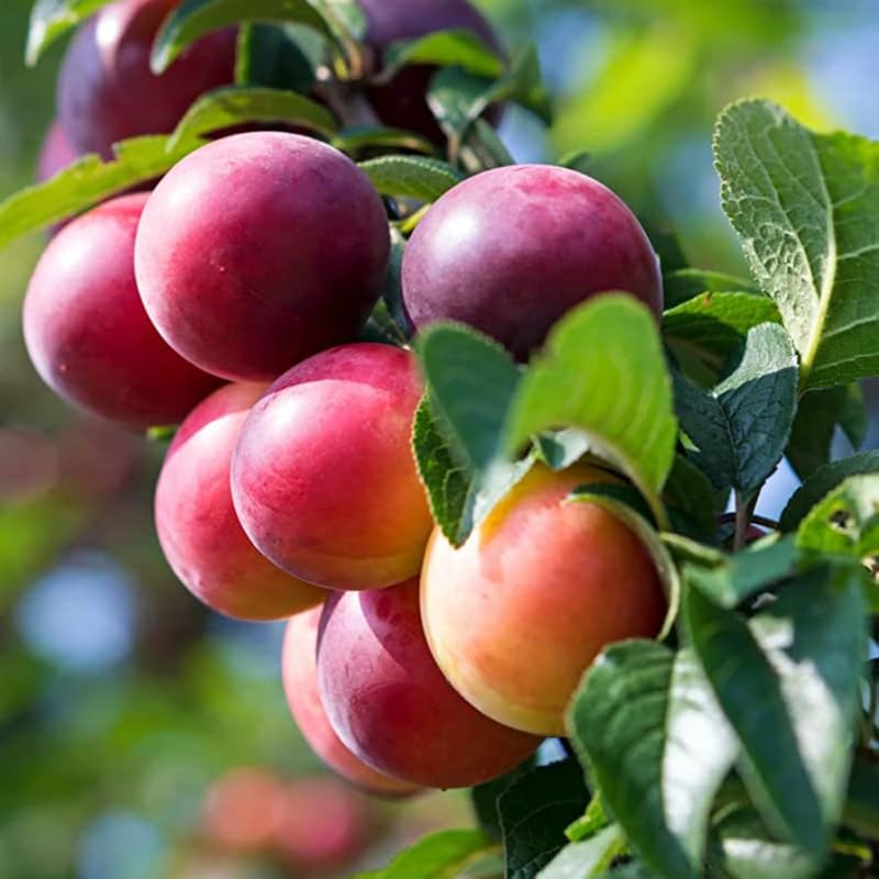 2 American Plum Trees Live Plants, Bareroots, Dormant, 18-24 Inch Tall, Plum Plant Live for Planting, Plum Tree Plant for Growing