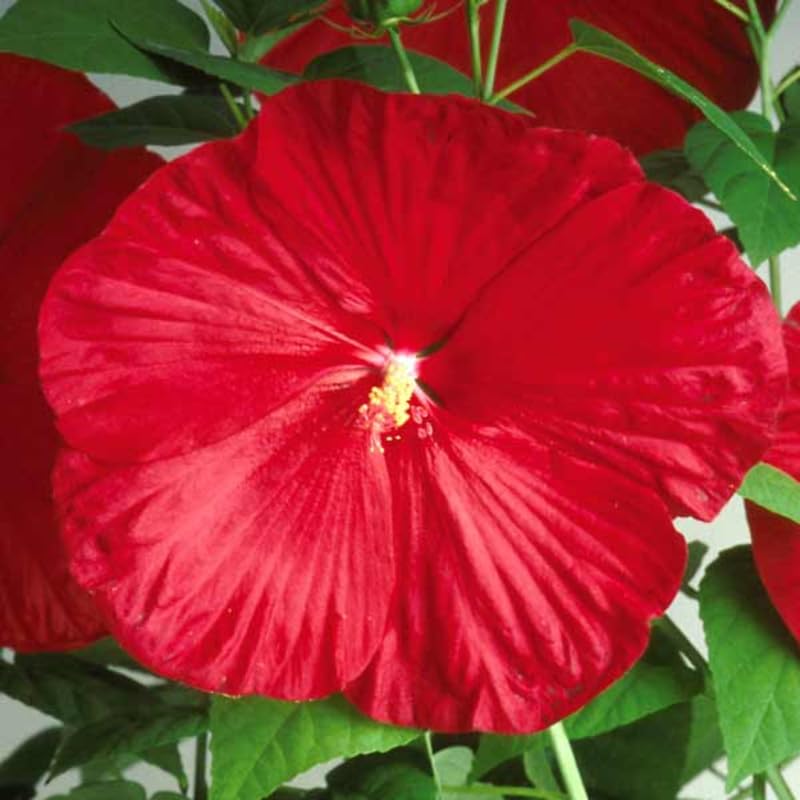 Red Hibiscus Plant Live, Hardy Hibiscus Flowers for Outdoor Landscapes, 5-9 Inch Height, Ornamental Hibiscus Bush Shrub, Well-Rooted, No Pot