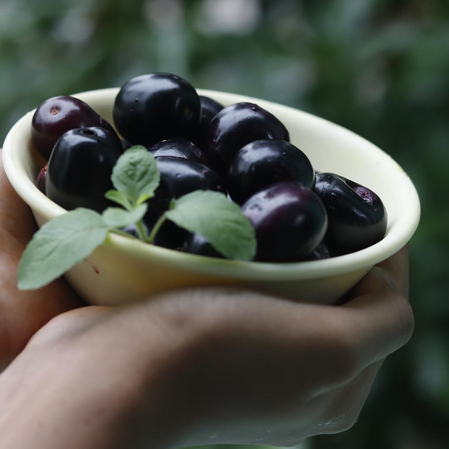 Black Java Plum Fruit Tree Plant, 4 to 6 Inches Tall in 4 Inch Pot, Well-Rooted Tropical Fruit Tree for Outdoor Planting