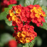 2 Lantana Plants Live, Perennial Live Flowering Lantana, Container Growing 4-9 Inch Tall - Red