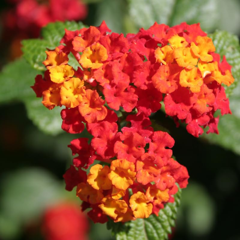 2 Lantana Plants Live, Perennial Live Flowering Lantana, Container Growing 4-9 Inch Tall - Red