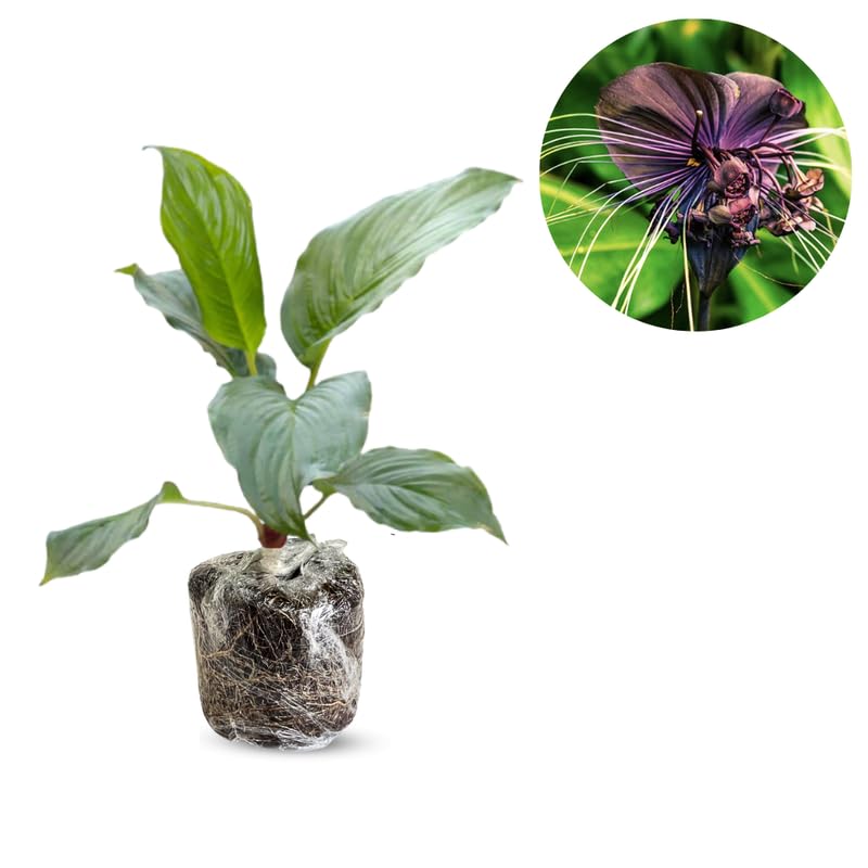 Pack 2 Mixed Tacca Chantrieri Plants Live, Black Orchid Bat Flower 3-6 Inches, Indoor Houseplant, Outdoor Planting