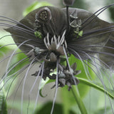 Bat Orchird Tacca Chantrieri Houseplant, Assorted Bat Flower Live Plant, Indoor Outdoor 5-9 Inches Tall
