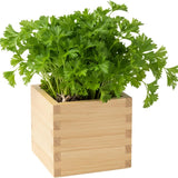 Parsley Plants Live in Pot, Fresh Herb Plant for Containers, Gardens Planting, Live Parsley Plant